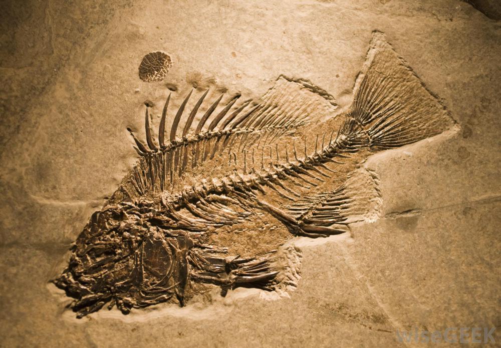 what is paleontology (video)