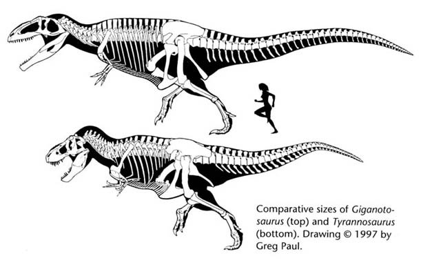 Giganotosaurus vs t-rex