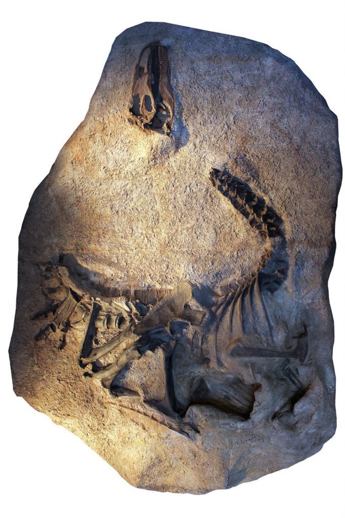Allosaurus fosil