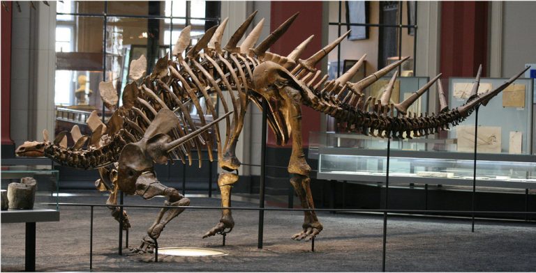 Kentrosaurus-skeleton