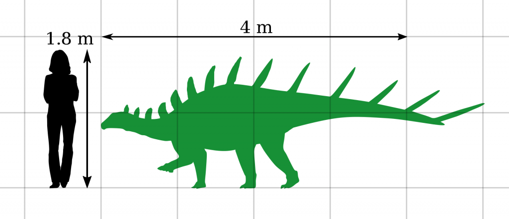 Kentrosaurus Size compared to a human 