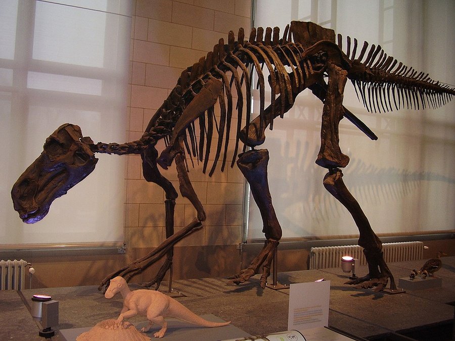 Maiasaura-skeleton