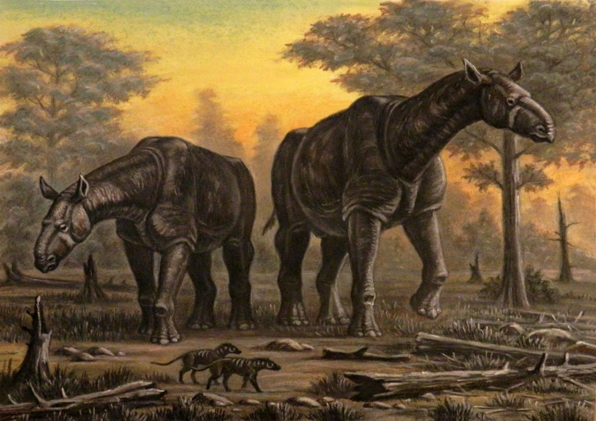 Paraceratherium-transouralicum