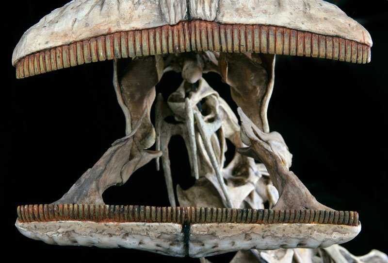 What Dinosaur Has 500 teeth