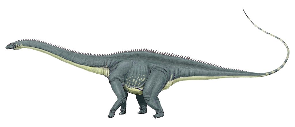 Diplodocus 